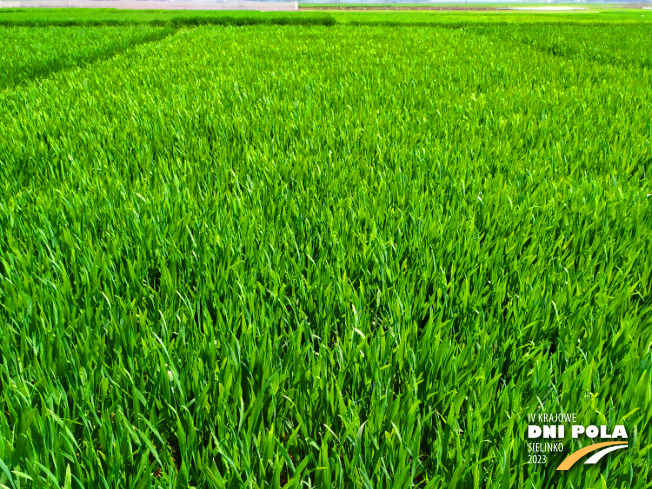 Zdjęcie 1. pszenicy ozimej Ambicja z Hodowli Roślin STRZELCE na polu demonstracyjnym w Sielinku 20.04.2023
