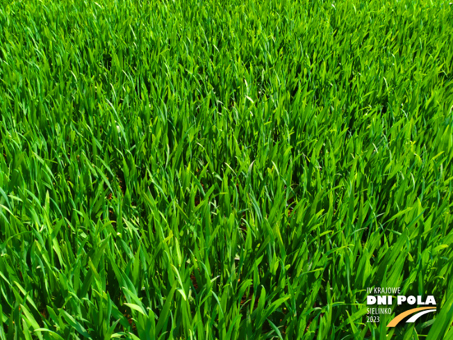 Zdjęcie 2. pszenicy ozimej Ambicja z Hodowli Roślin STRZELCE na polu demonstracyjnym w Sielinku 20.04.2023
