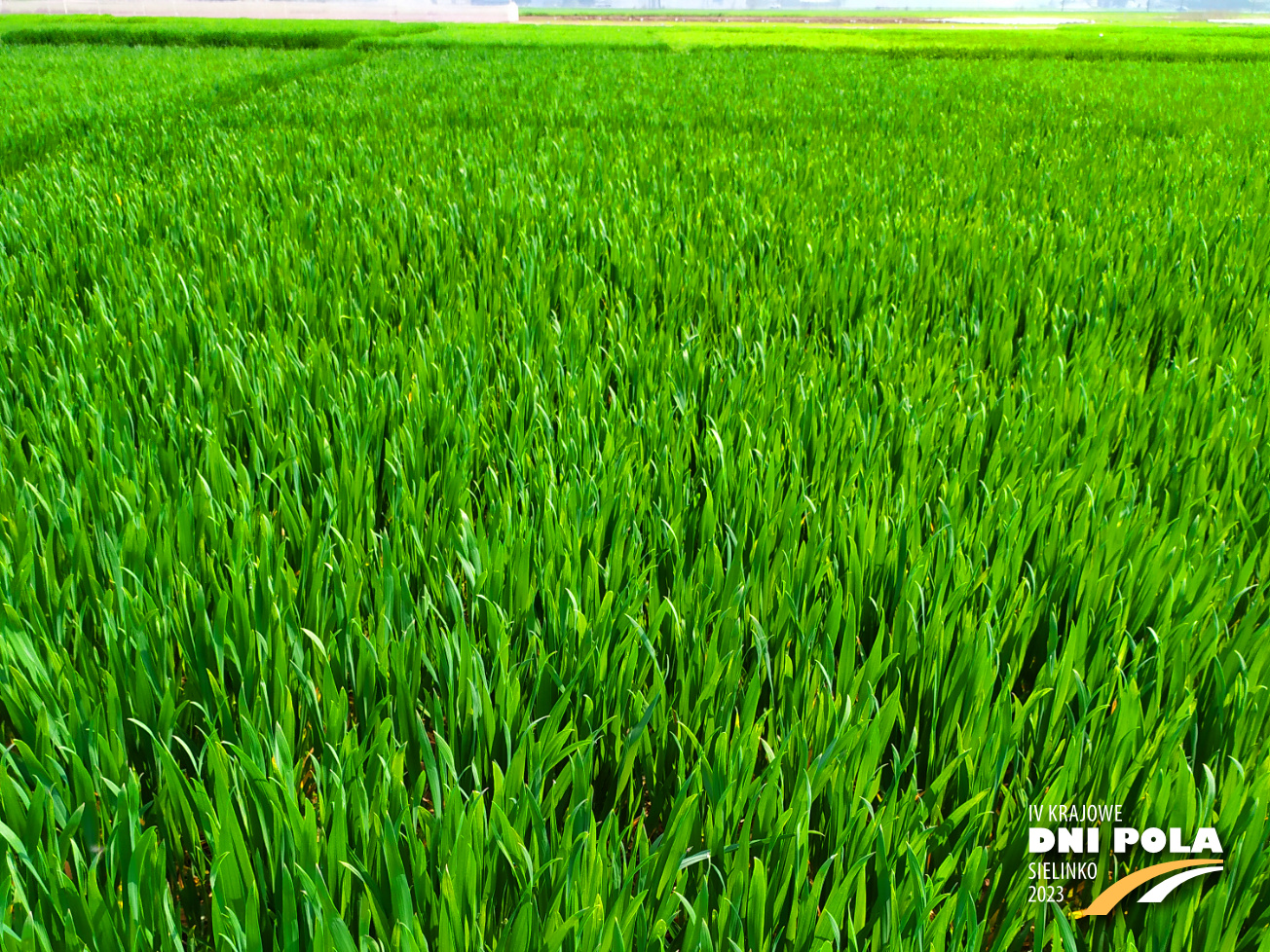 Pszenica Ozima ELEKTRA Krajowe Dni Pola 2023 Pszenica Ozima ELEKTRA Krajowe Dni Pola 2023