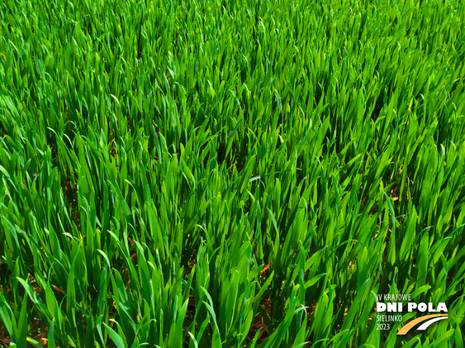 Zdjęcie 2. pszenicy ozimej Elektra z Hodowli Roślin STRZELCE na polu demonstracyjnym w Sielinku 20.04.2023