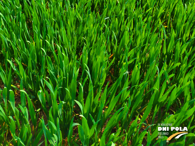 Zdjęcie 3. pszenicy ozimej Elektra z Hodowli Roślin STRZELCE na polu demonstracyjnym w Sielinku 20.04.2023