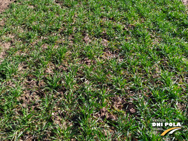 Zdjęcie 2. pszenicy ozimej Euforia z Hodowli Roślin STRZELCE na polu demonstracyjnym w Sielinku 16.03.2023