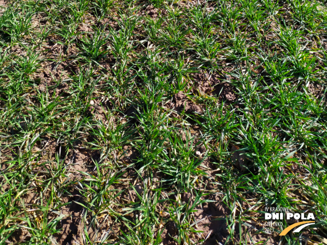 Zdjęcie 3. pszenicy ozimej Euforia z Hodowli Roślin STRZELCE na polu demonstracyjnym w Sielinku 16.03.2023
