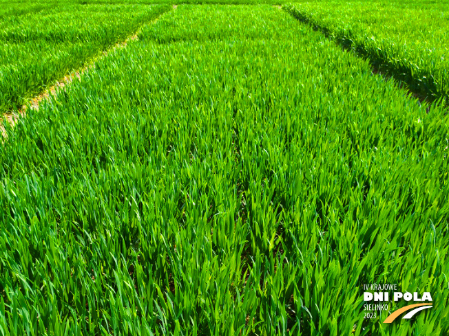 Zdjęcie 1. pszenicy ozimej EUFORIA (LOZ) z Hodowli Roślin STRZELCE na polu demonstracyjnym w Sielinku 20.04.2023
