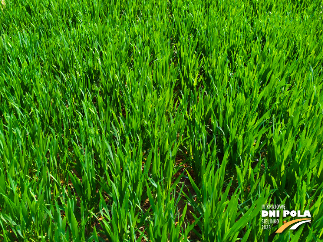 Zdjęcie 2. pszenicy ozimej EUFORIA (LOZ) z Hodowli Roślin STRZELCE na polu demonstracyjnym w Sielinku 20.04.2023