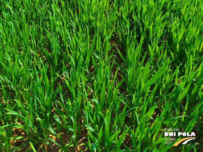 Zdjęcie 3. pszenicy ozimej EUFORIA (LOZ) z Hodowli Roślin STRZELCE na polu demonstracyjnym w Sielinku 20.04.2023