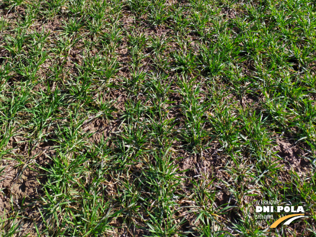 Zdjęcie 3. pszenicy ozimej Euforia z Hodowli Roślin STRZELCE na polu demonstracyjnym w Sielinku 16.03.2023