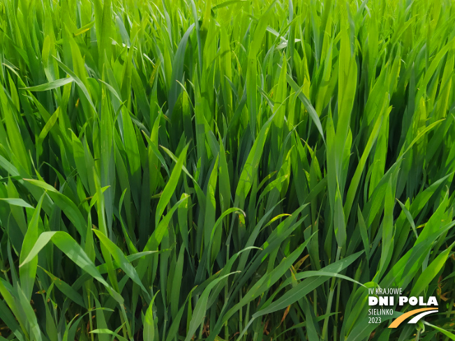 Zdjęcie 2. pszenicy ozimej EUFORIA z Hodowli Roślin STRZELCE na polu demonstracyjnym w Sielinku 19.05.2023