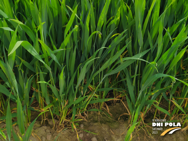 Zdjęcie 3. pszenicy ozimej EUFORIA z Hodowli Roślin STRZELCE na polu demonstracyjnym w Sielinku 19.05.2023