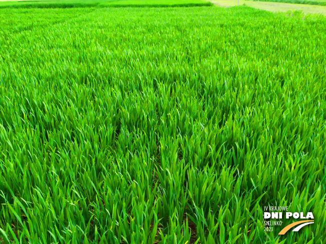 Zdjęcie 1. pszenicy ozimej Euforia z Hodowli Roślin STRZELCE na polu demonstracyjnym w Sielinku 20.04.2023