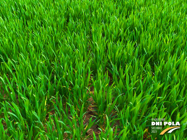 Zdjęcie 2. pszenicy ozimej Euforia z Hodowli Roślin STRZELCE na polu demonstracyjnym w Sielinku 20.04.2023