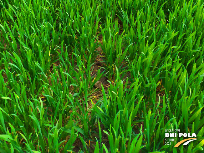 Zdjęcie 3. pszenicy ozimej Euforia z Hodowli Roślin STRZELCE na polu demonstracyjnym w Sielinku 20.04.2023