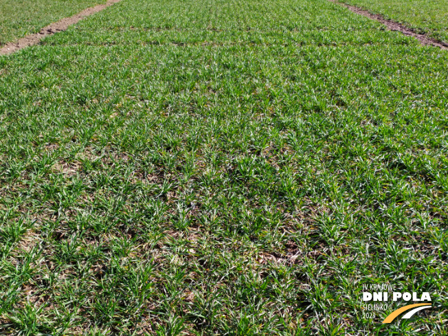 Zdjęcie 1. pszenicy ozimej Impresja z Hodowli Roślin STRZELCE na polu demonstracyjnym w Sielinku 16.03.2023