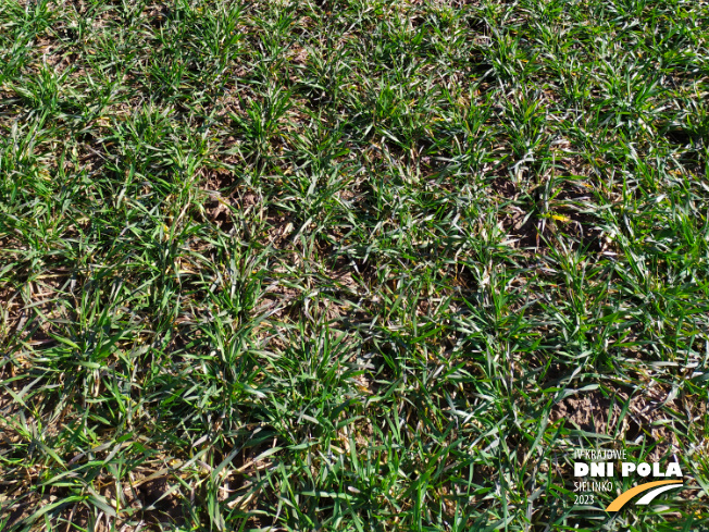 Zdjęcie 3. pszenicy ozimej Impresja z Hodowli Roślin STRZELCE na polu demonstracyjnym w Sielinku 16.03.2023