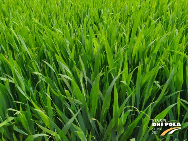 Zdjęcie 2. pszenicy ozimej IMPRESJA z Hodowli Roślin STRZELCE na polu demonstracyjnym w Sielinku 19.05.2023