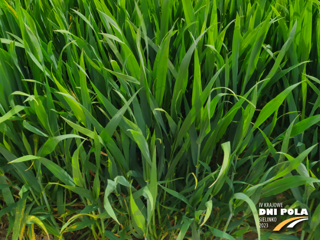 Zdjęcie 3. pszenicy ozimej IMPRESJA z Hodowli Roślin STRZELCE na polu demonstracyjnym w Sielinku 19.05.2023