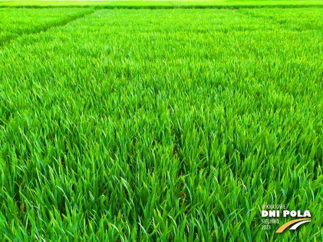 Zdjęcie 1. pszenicy ozimej IMPRESJA z Hodowli Roślin STRZELCE na polu demonstracyjnym w Sielinku 20.04.2023
