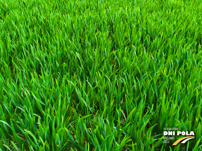 Zdjęcie 2. pszenicy ozimej IMPRESJA z Hodowli Roślin STRZELCE na polu demonstracyjnym w Sielinku 20.04.2023