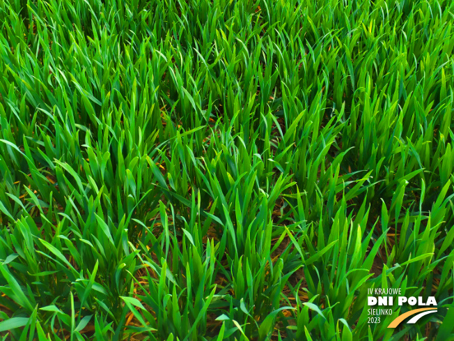 Zdjęcie 3. pszenicy ozimej IMPRESJA z Hodowli Roślin STRZELCE na polu demonstracyjnym w Sielinku 20.04.2023