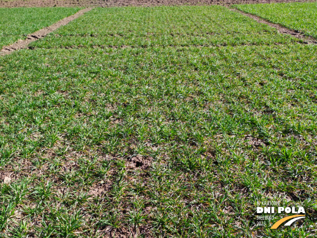 Zdjęcie 1. pszenicy ozimej Opoka z Hodowli Roślin STRZELCE na polu demonstracyjnym w Sielinku 16.03.2023
