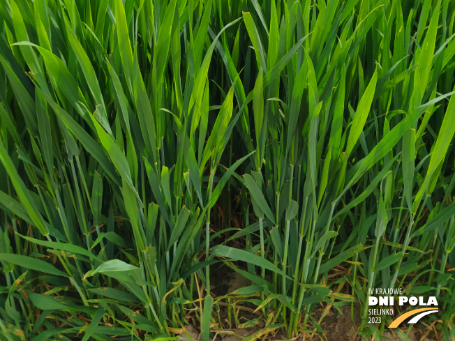 Zdjęcie 3. pszenicy ozimej INTUICJA z Hodowli Roślin STRZELCE na polu demonstracyjnym w Sielinku 19.05.2023