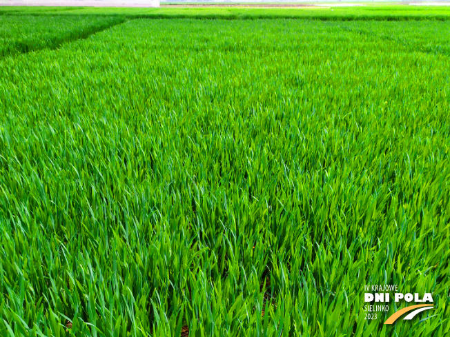 Zdjęcie 1. pszenicy ozimej Intuicja z Hodowli Roślin STRZELCE na polu demonstracyjnym w Sielinku 20.04.2023