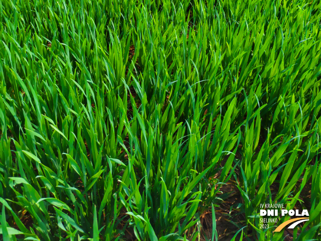 Zdjęcie 3. pszenicy ozimej Intuicja z Hodowli Roślin STRZELCE na polu demonstracyjnym w Sielinku 20.04.2023