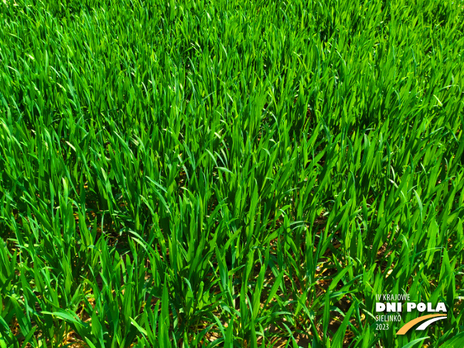 Zdjęcie 2. pszenicy ozimej OPOKA (LOZ) z Hodowli Roślin STRZELCE na polu demonstracyjnym w Sielinku 20.04.2023
