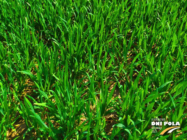 Zdjęcie 3. pszenicy ozimej OPOKA (LOZ) z Hodowli Roślin STRZELCE na polu demonstracyjnym w Sielinku 20.04.2023