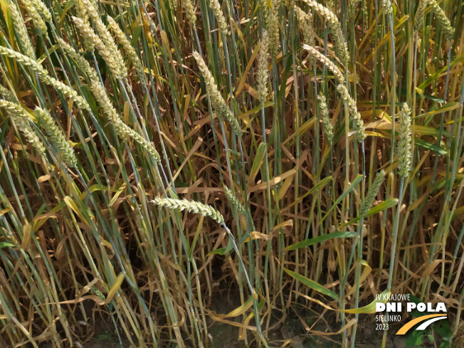 Zdjęcie 3. pszenicy ozimej OPOKA z Hodowli Roślin STRZELCE na polu demonstracyjnym w Sielinku 04.07.2023