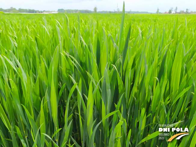 Zdjęcie 1. pszenicy ozimej OPOKA z Hodowli Roślin STRZELCE na polu demonstracyjnym w Sielinku 19.05.2023