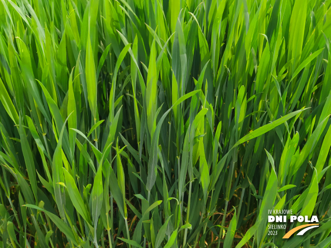 Zdjęcie 2. pszenicy ozimej OPOKA z Hodowli Roślin STRZELCE na polu demonstracyjnym w Sielinku 19.05.2023