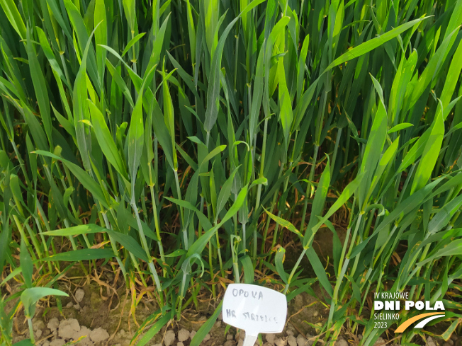 Zdjęcie 3. pszenicy ozimej OPOKA z Hodowli Roślin STRZELCE na polu demonstracyjnym w Sielinku 19.05.2023