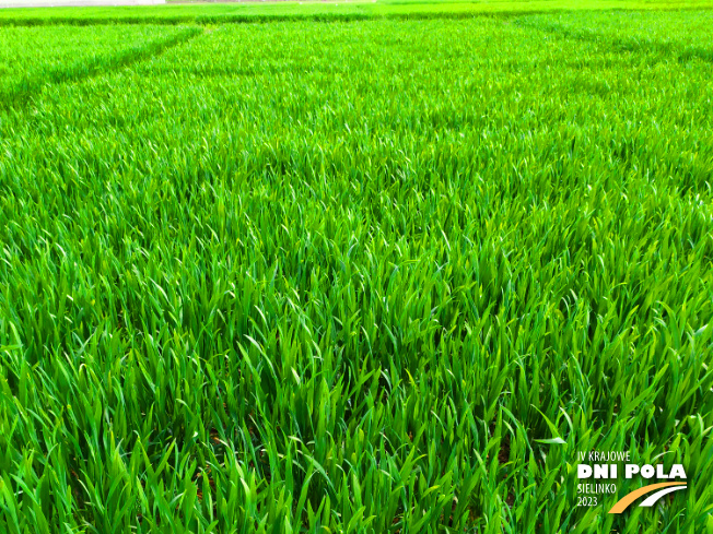 Zdjęcie 1. pszenicy ozimej opoka z Hodowli Roślin STRZELCE na polu demonstracyjnym w Sielinku 20.04.2023