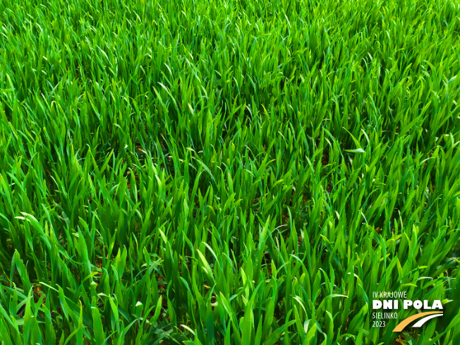 Zdjęcie 2. pszenicy ozimej opoka z Hodowli Roślin STRZELCE na polu demonstracyjnym w Sielinku 20.04.2023