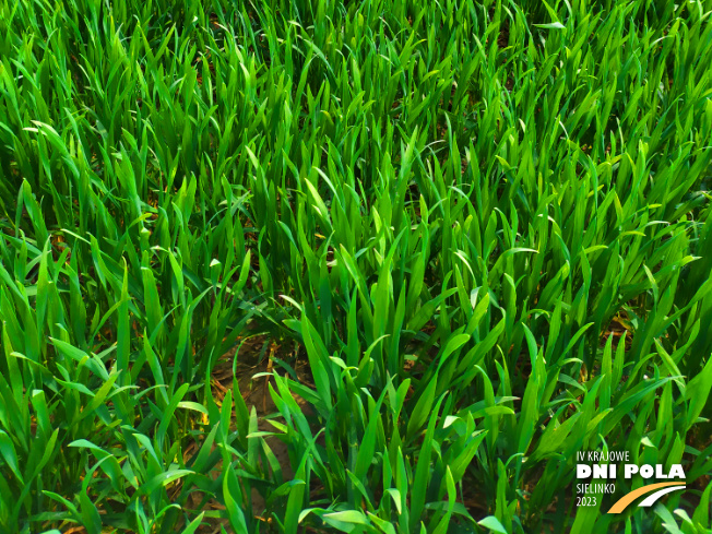 Zdjęcie 3. pszenicy ozimej opoka z Hodowli Roślin STRZELCE na polu demonstracyjnym w Sielinku 20.04.2023