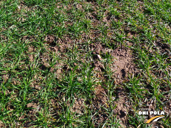 Zdjęcie 3. pszenicy ozimej Owacja z Hodowli Roślin STRZELCE na polu demonstracyjnym w Sielinku 16.03.2023