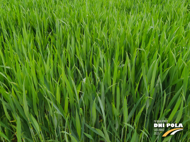Zdjęcie 2. pszenicy ozimej OWACJA (LOZ) z Hodowli Roślin STRZELCE na polu demonstracyjnym w Sielinku 19.05.2023