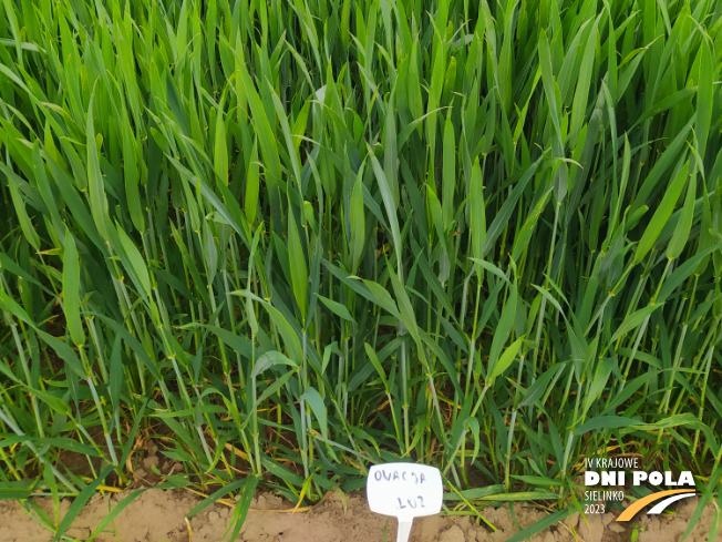 Zdjęcie 3. pszenicy ozimej OWACJA (LOZ) z Hodowli Roślin STRZELCE na polu demonstracyjnym w Sielinku 19.05.2023