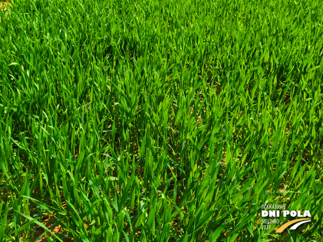 Zdjęcie 2. pszenicy ozimej OWACJA (LOZ) z Hodowli Roślin STRZELCE na polu demonstracyjnym w Sielinku 20.04.2023