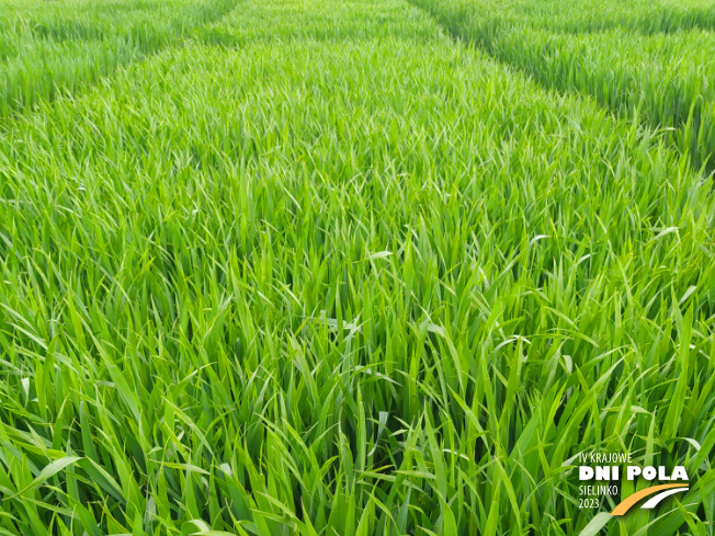 Zdjęcie 1. pszenicy ozimej PLEJADA (LOZ) z Hodowli Roślin STRZELCE na polu demonstracyjnym w Sielinku 19.05.2023