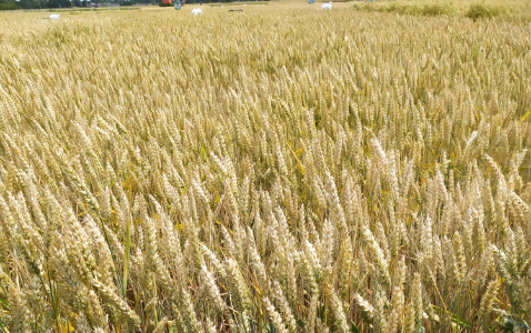Zdjęcie pszenicy ozimej RIPOSTA z Hodowli Roślin STRZELCE na polu demonstracyjnym w Sielinku 04.07.2023