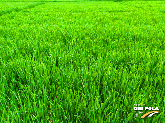 Zdjęcie 1. pszenicy ozimej riposta z Hodowli Roślin STRZELCE na polu demonstracyjnym w Sielinku 20.04.2023