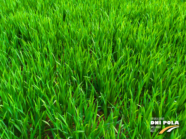 Zdjęcie 2. pszenicy ozimej riposta z Hodowli Roślin STRZELCE na polu demonstracyjnym w Sielinku 20.04.2023