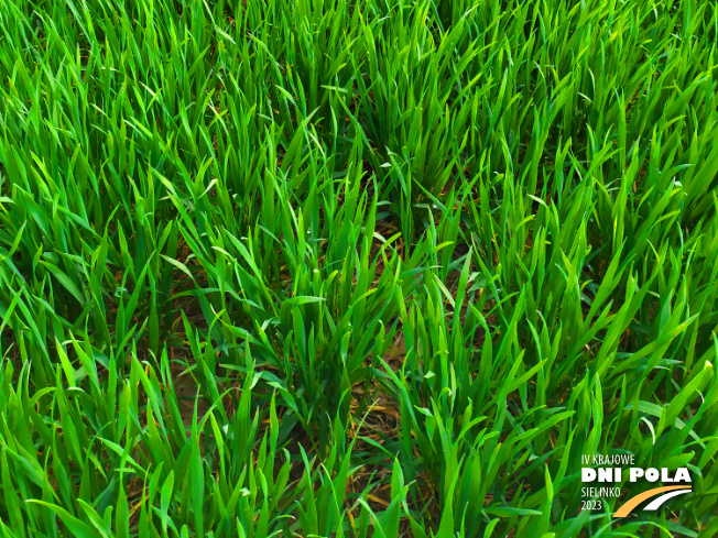 Zdjęcie 3. pszenicy ozimej riposta z Hodowli Roślin STRZELCE na polu demonstracyjnym w Sielinku 20.04.2023