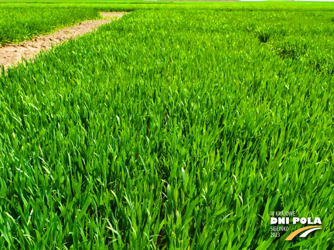 Zdjęcie 1. pszenicy ozimej VENECJA (LOZ) z Hodowli Roślin STRZELCE na polu demonstracyjnym w Sielinku 20.04.2023