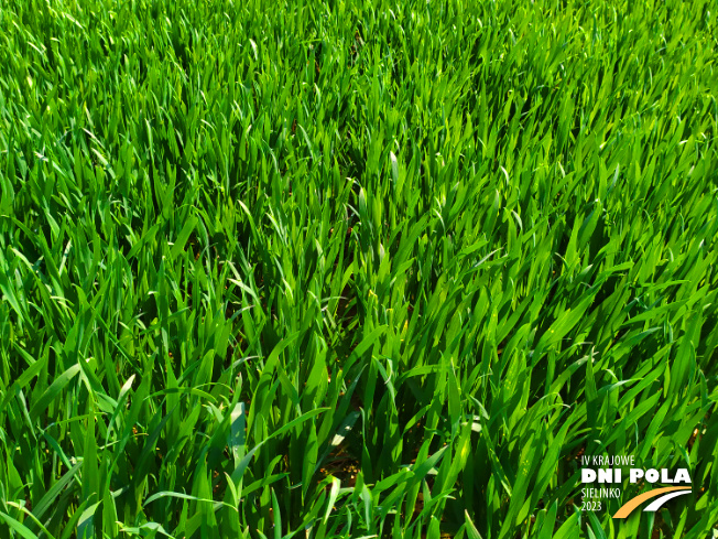 Zdjęcie 2. pszenicy ozimej VENECJA (LOZ) z Hodowli Roślin STRZELCE na polu demonstracyjnym w Sielinku 20.04.2023