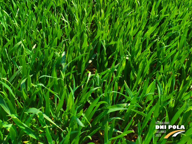 Zdjęcie 3. pszenicy ozimej VENECJA (LOZ) z Hodowli Roślin STRZELCE na polu demonstracyjnym w Sielinku 20.04.2023