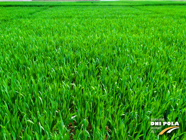 Zdjęcie 1. pszenicy ozimej VENECJA z Hodowli Roślin STRZELCE na polu demonstracyjnym w Sielinku 20.04.2023