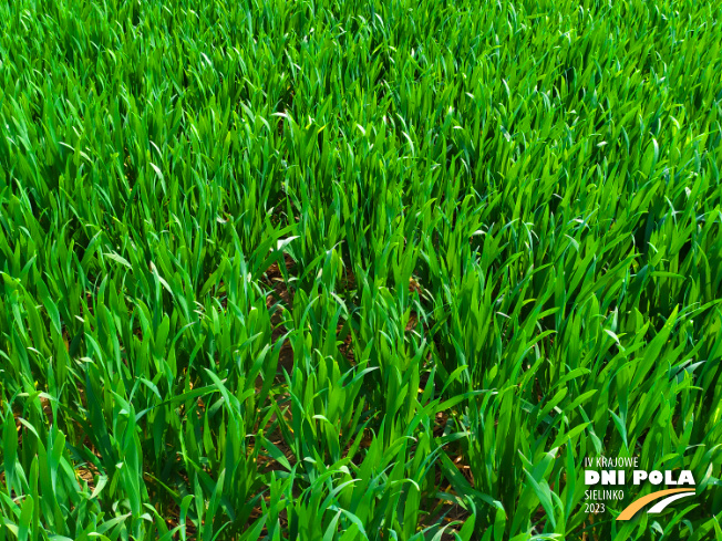 Zdjęcie 2. pszenicy ozimej VENECJA z Hodowli Roślin STRZELCE na polu demonstracyjnym w Sielinku 20.04.2023